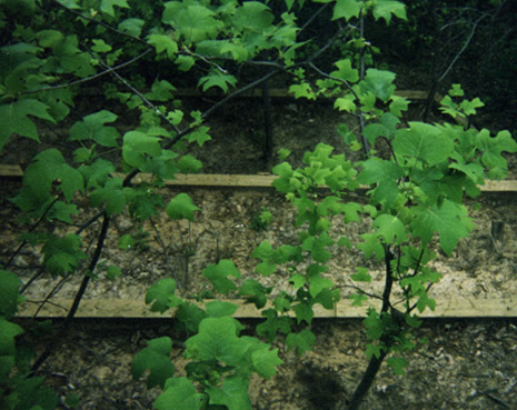 Landscaped garden
