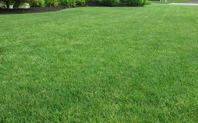 lawn