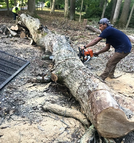 Tree Removal